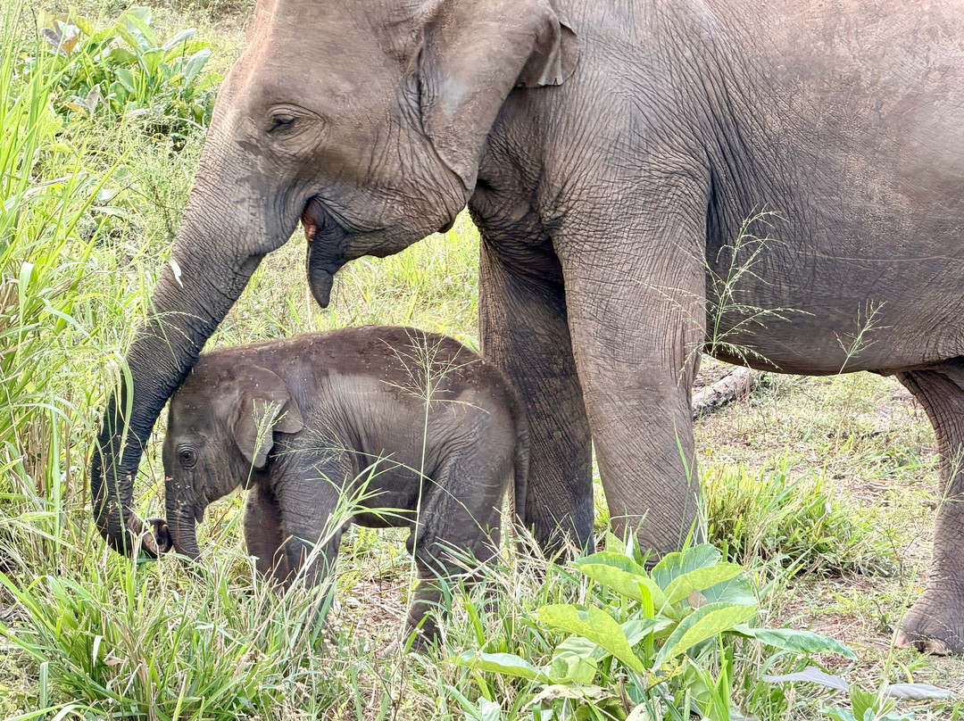 Ceylon Star Tours-Kaduwela必去景点