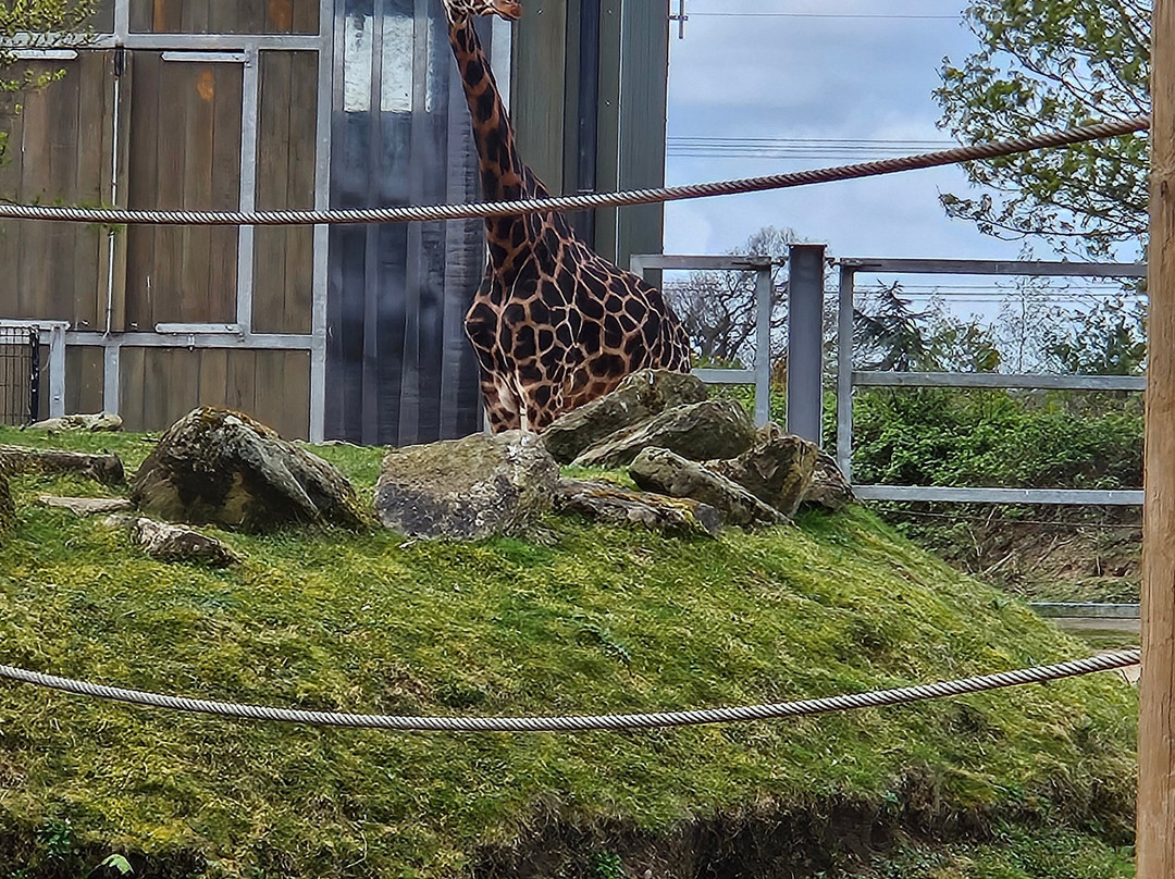 Yorkshire Wildlife Park-Auckley必去景点