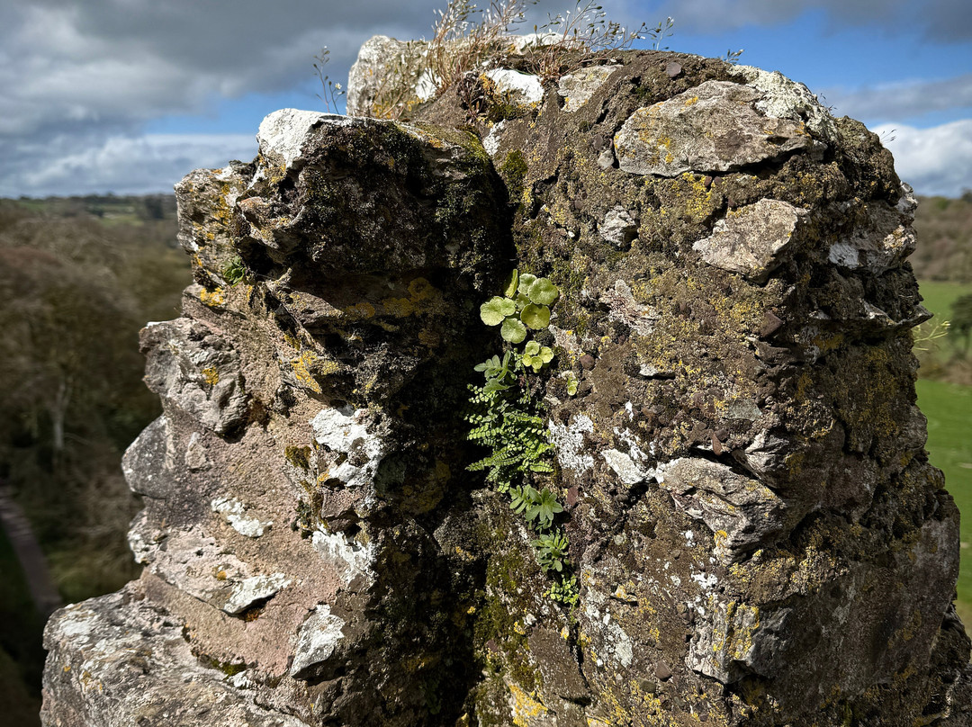 布拉尼城堡及花园-Blarney必去景点