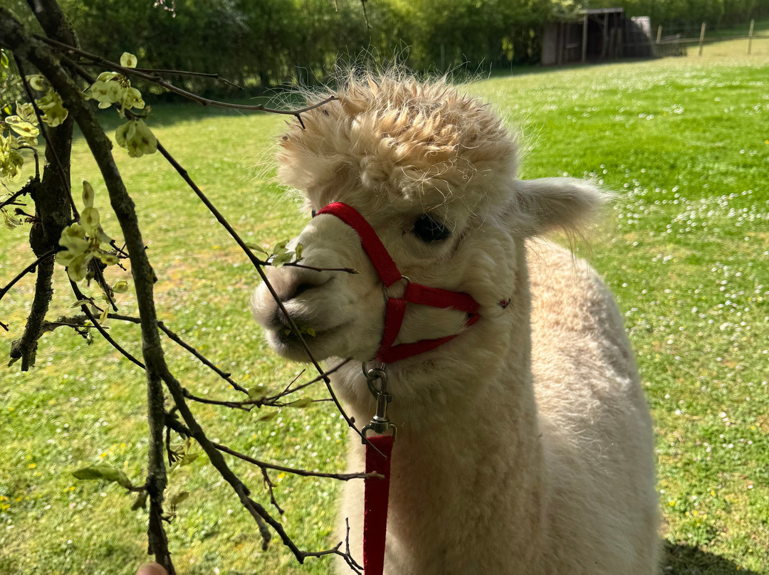 Stoke Wood Alpacas-汤顿必去景点
