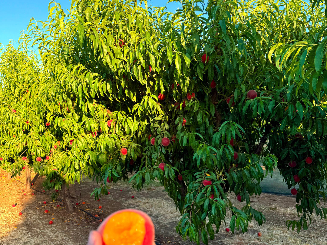 The Farmers Daughter Produce-Brentwood必去景点