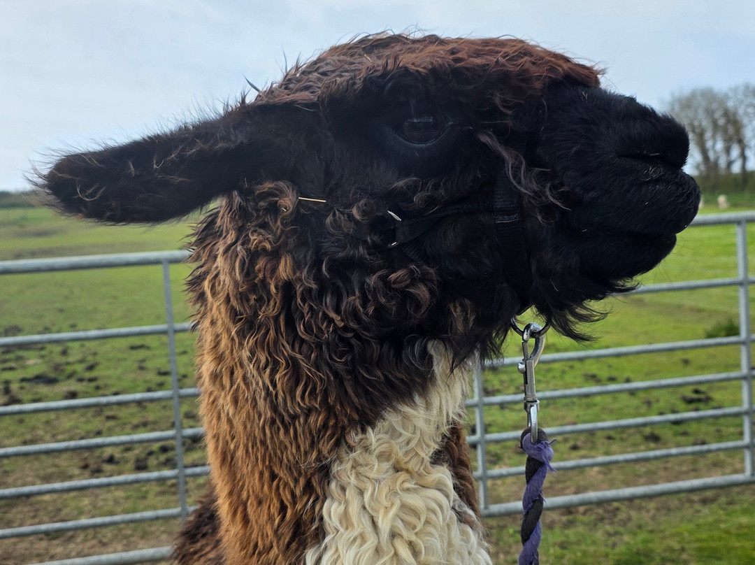 West Wight Alpacas-Wellow必去景点