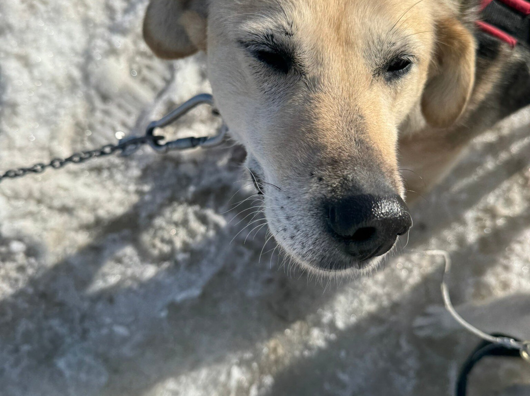 Husky Tours By Snowhotel Kirkenes-希尔克内斯必去景点