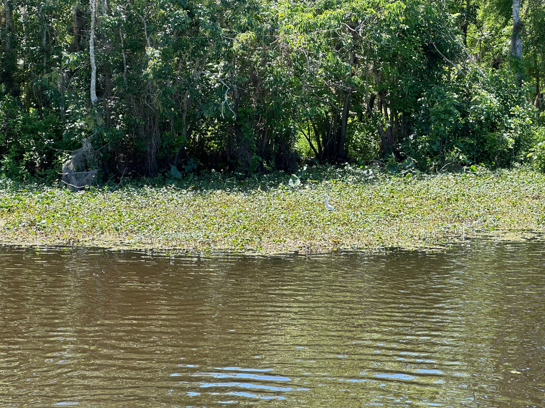 St. John's River Eco Tours, LLC-DeBary必去景点