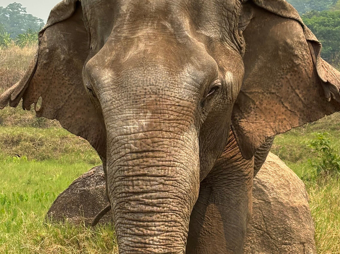 Doi Lom Elephant Rescue Sanctuary-夜登必去景点