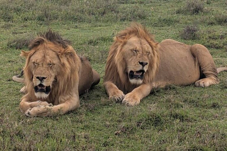 Serengeti  Exclusive  Fly in & Fly Out Safaris