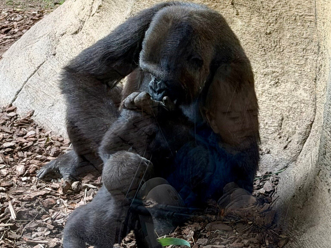 Bioparc Fuengirola-福恩吉罗拉必去景点