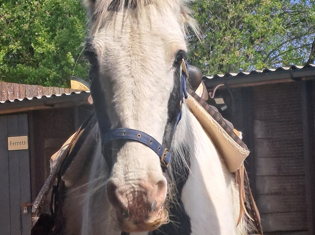 Dorset Heavy Horse Farm Park-Verwood必去景点