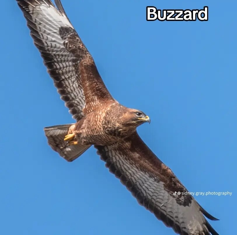 Bird of Prey Experiences - Hawkeye Falconry UK-Thoresby必去景点