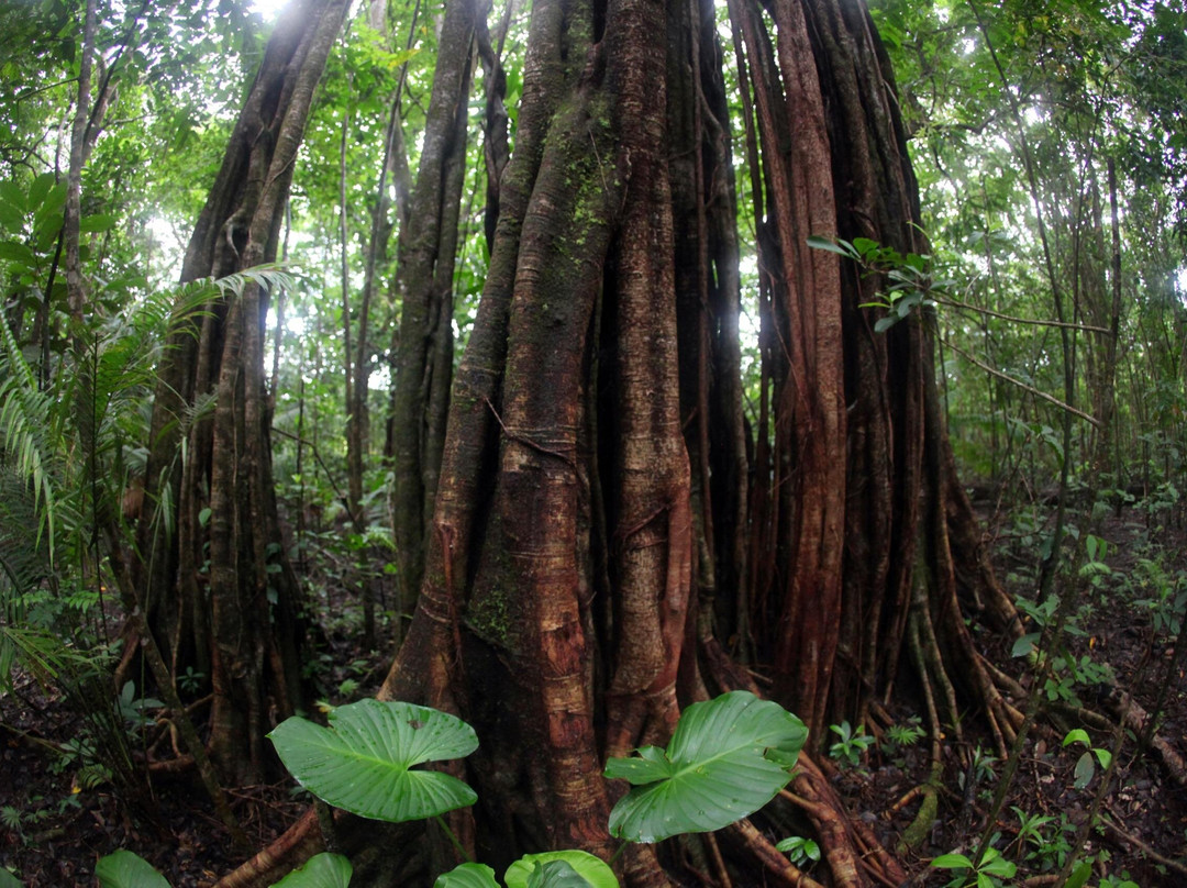 Ujung Kulon Trek-Carita必去景点