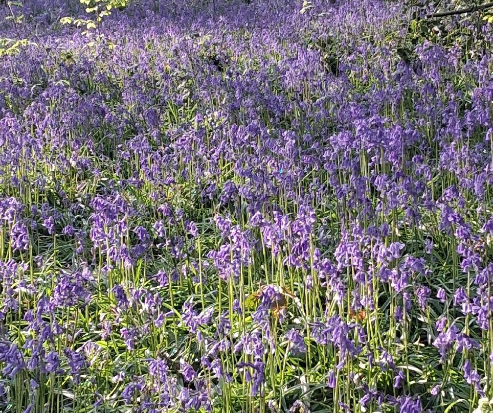 Saltwells National Nature Reserve-Dudley必去景点