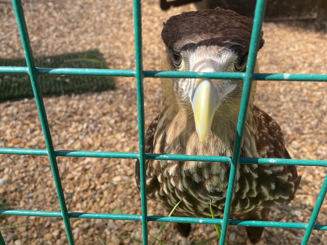 Surrey Hills Falconry-Ockley必去景点