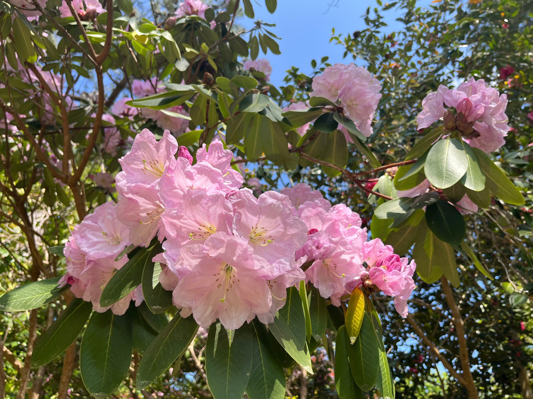 Parc Botanique de Cornouaille-孔布里必去景点