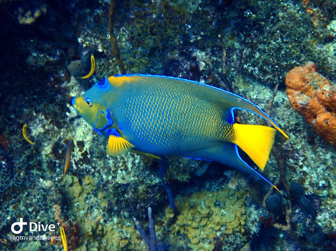 Blue Odyssey Diving-Marigot必去景点