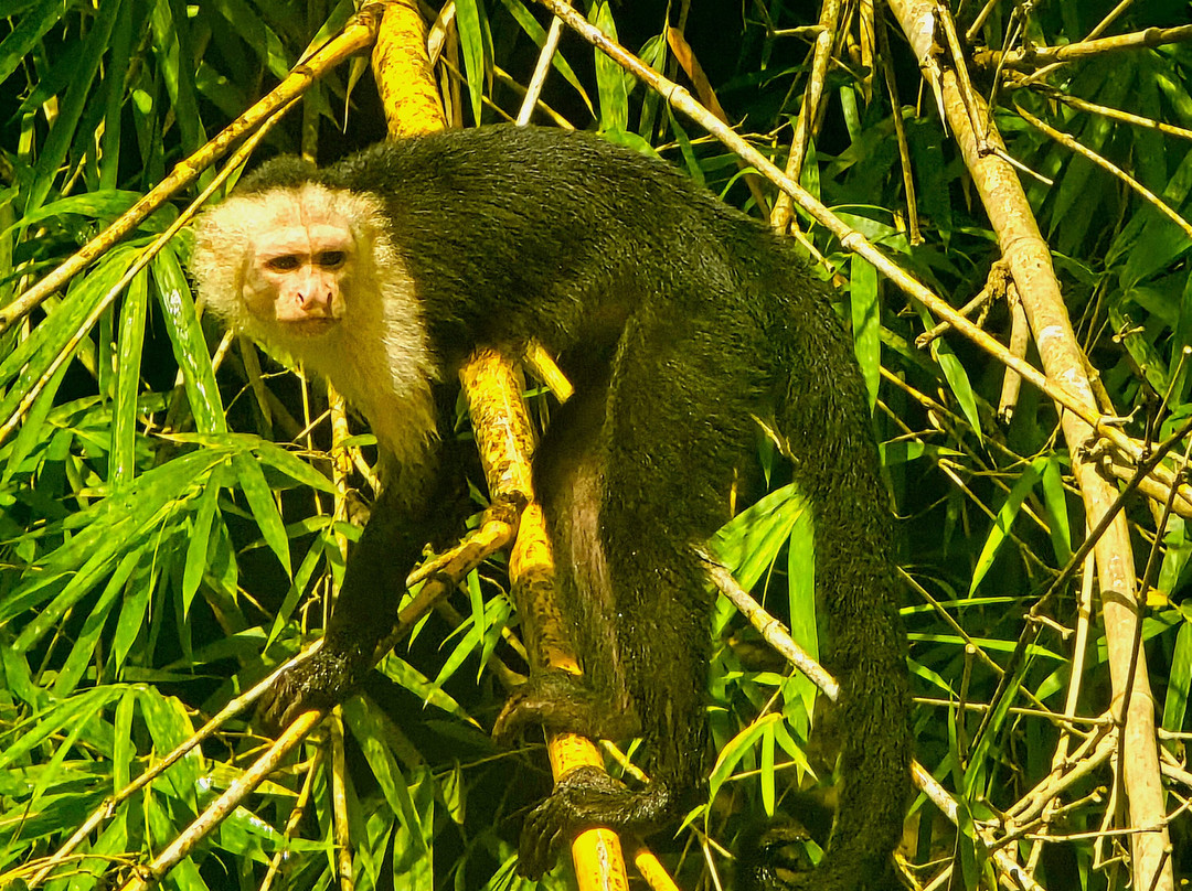 Kokopelli Wildlife Tours-Sierpe必去景点
