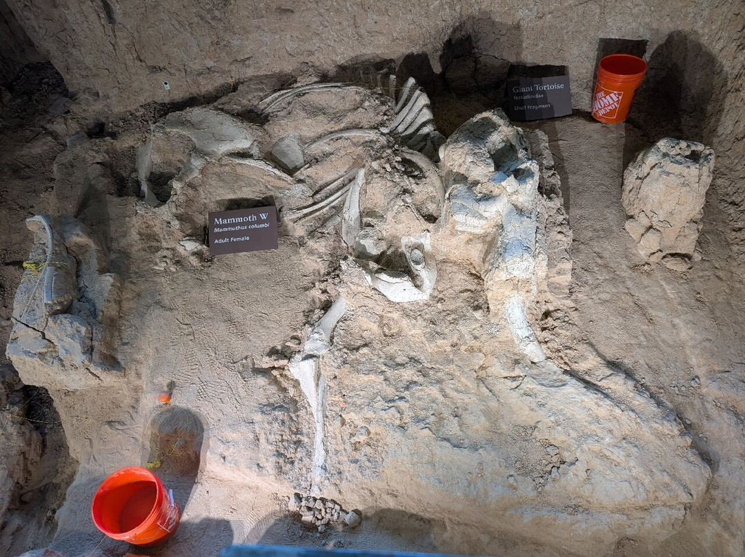 Waco Mammoth National Monument-韦科必去景点
