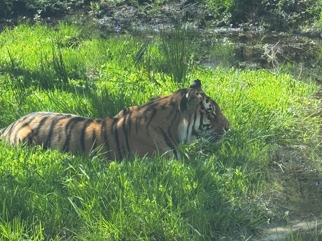 Highland Wildlife Park-Kincraig必去景点