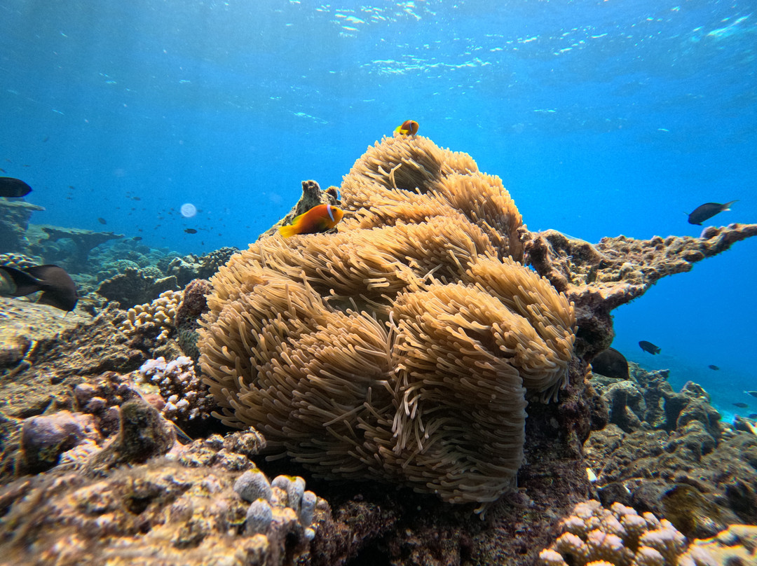 Joy Island Maldives by Cocoon Collection主图