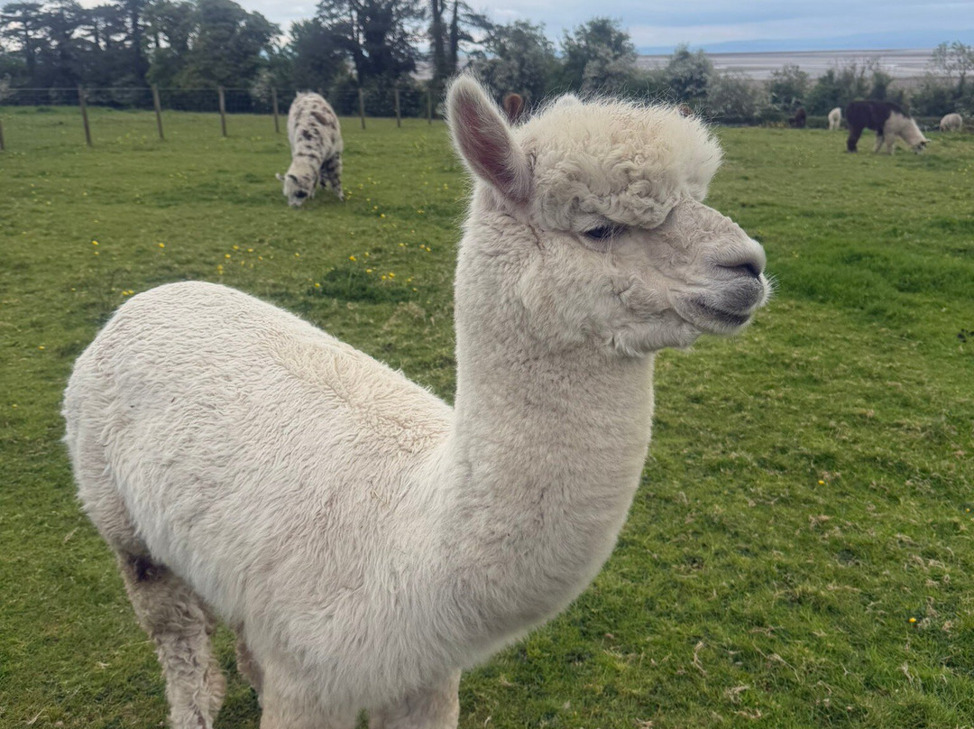 Bardsea Alpacas And Llamas-Bardsea必去景点