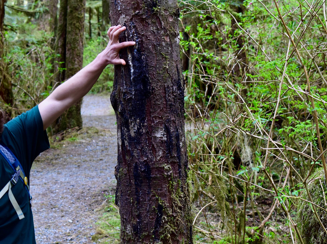 Alaska Rainforest Sanctuary-凯奇坎必去景点
