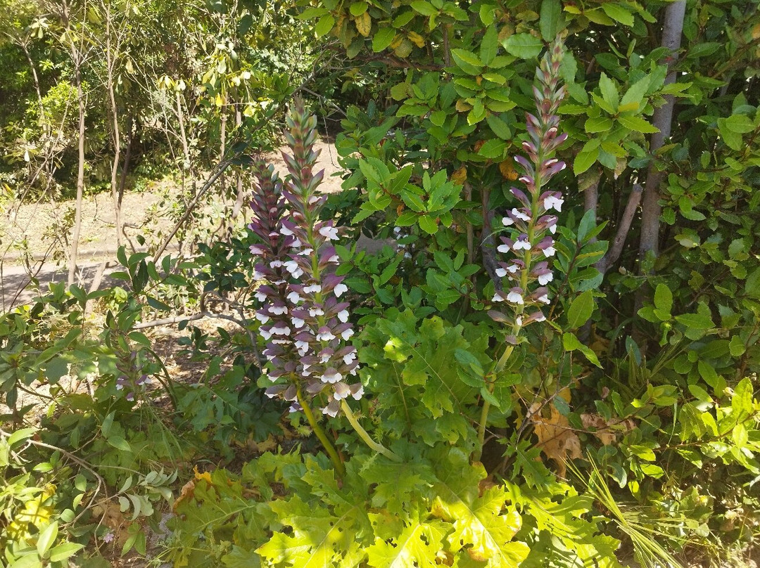 Passeggiate Letterarie Alla Villa Floridiana-那不勒斯必去景点