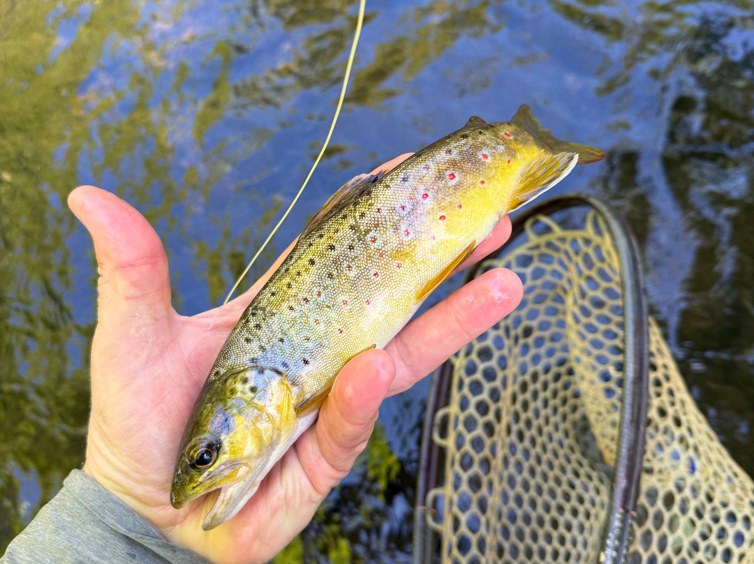Sedona Fly Fishing Adventures-塞多纳必去景点