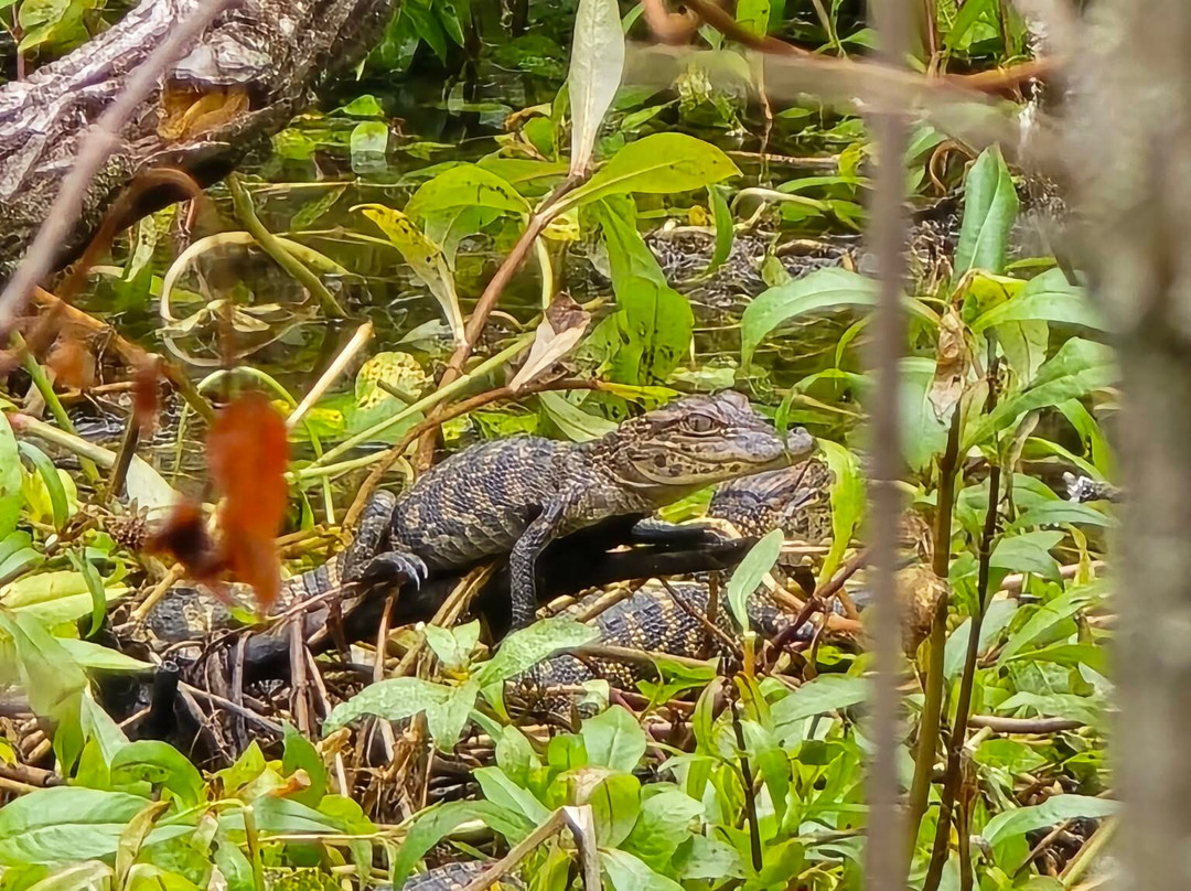 Champagne's Cajun Swamp Tours-布里奥克斯桥必去景点