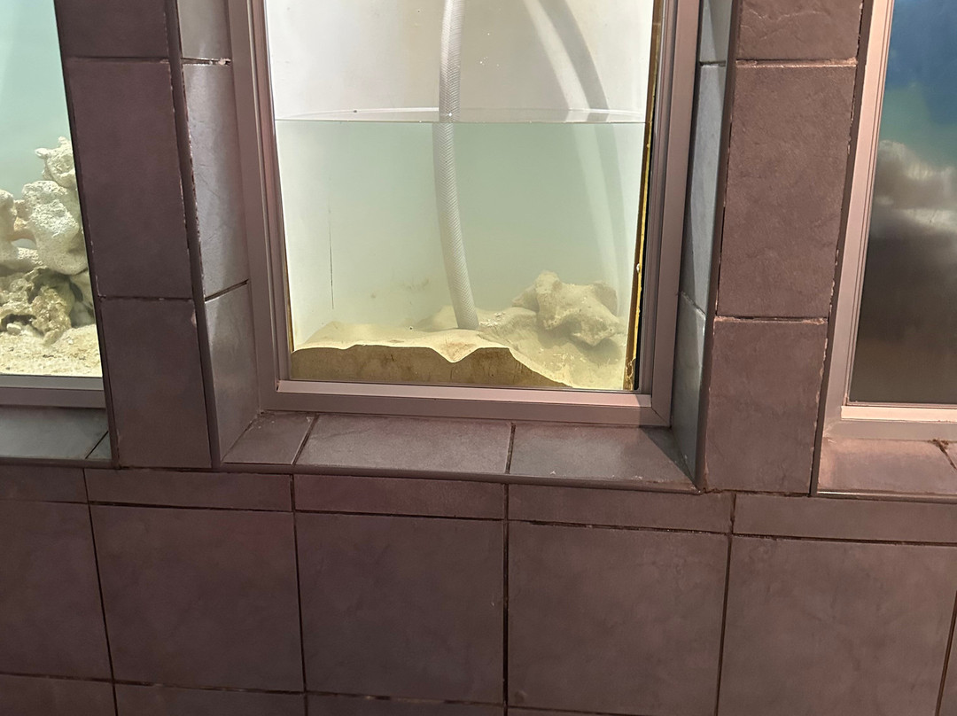 East London Aquarium-东伦敦必去景点