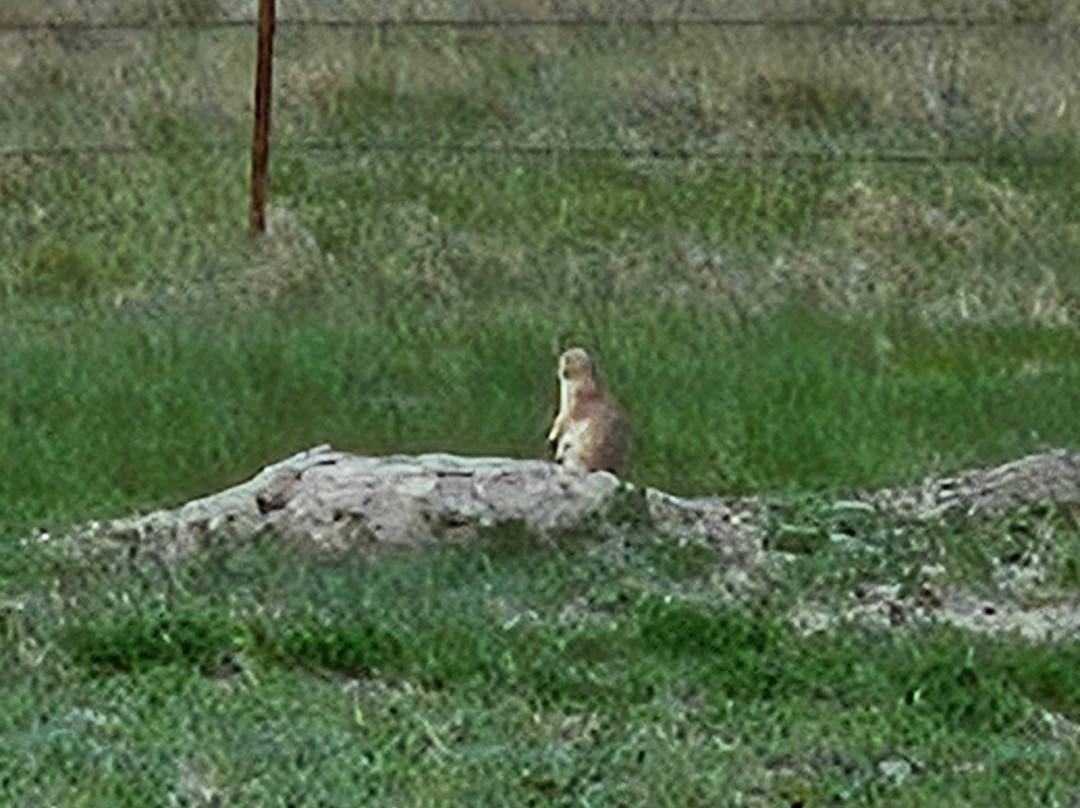 Roberts Prairie Dog Town-恶地国家公园必去景点
