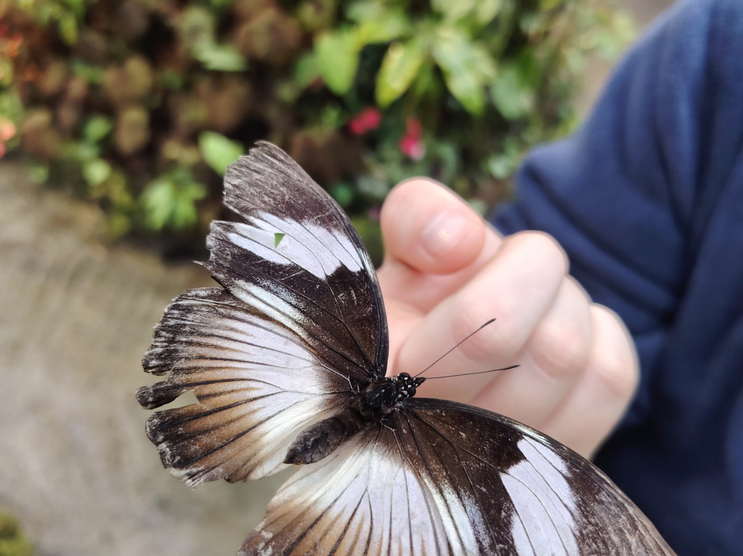 Magic of Life Butterfly House-Cwmbrwyno必去景点