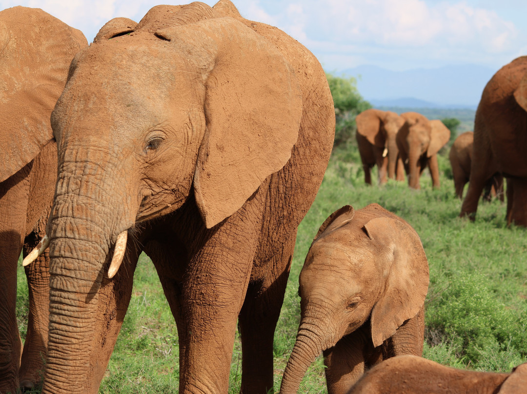 Samburu National Reserve-内罗毕必去景点