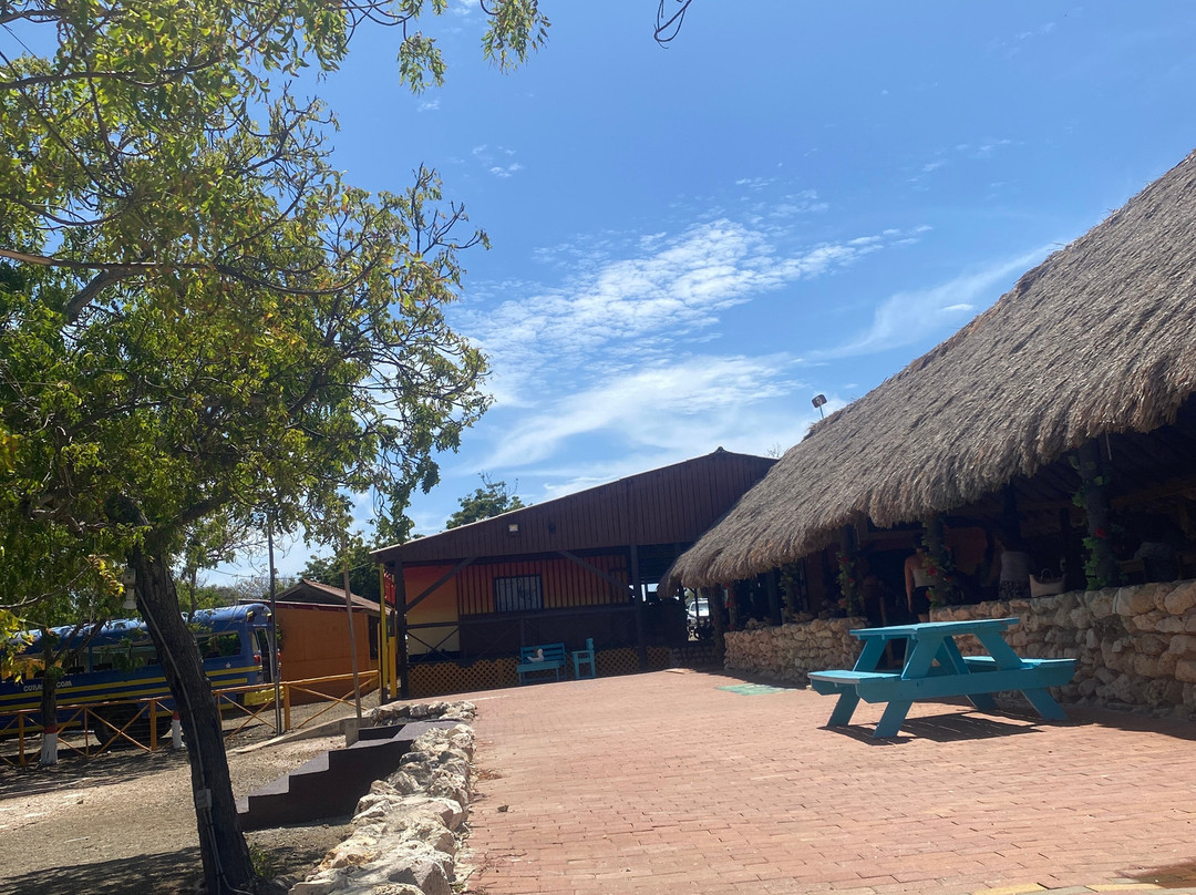 Curacao Ostrich Farm-库拉索必去景点