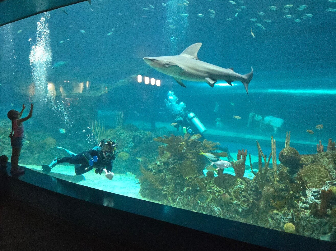 Texas State Aquarium-科珀斯克里斯蒂市必去景点
