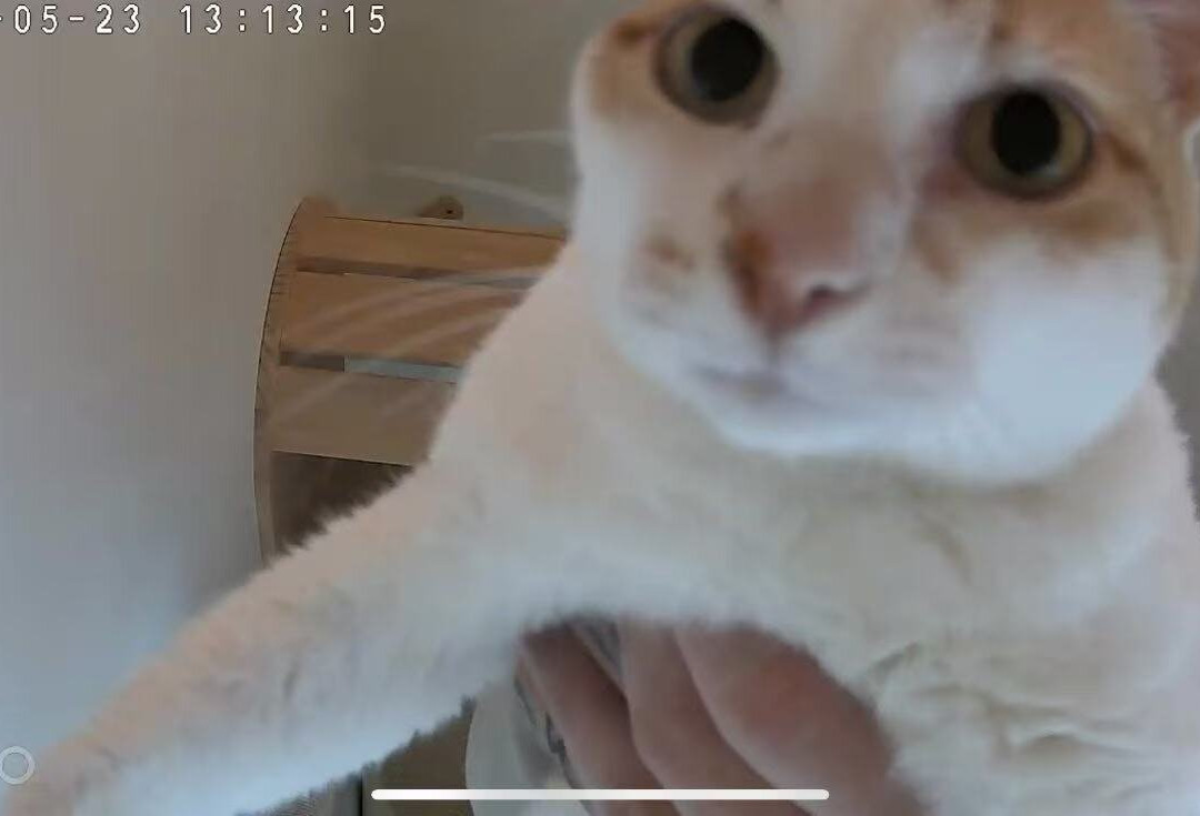MIAO Hotel Kucing