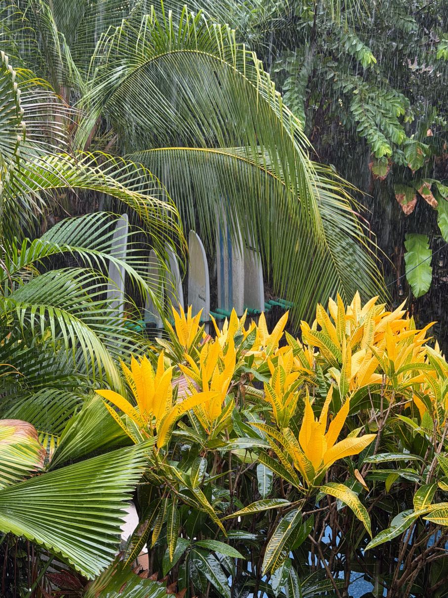 Shaka Costa Rica-旅行者