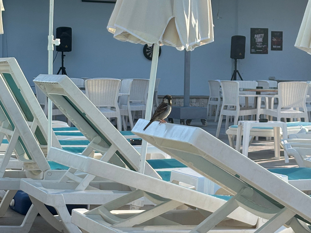 Arsi Blue Beach Hotel主图