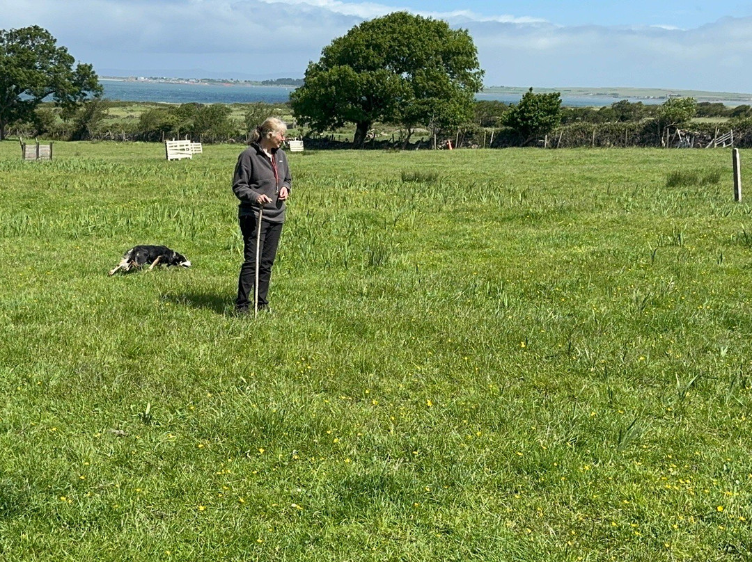 West Kerry Sheep Dog Demonstrations-凯里郡必去景点