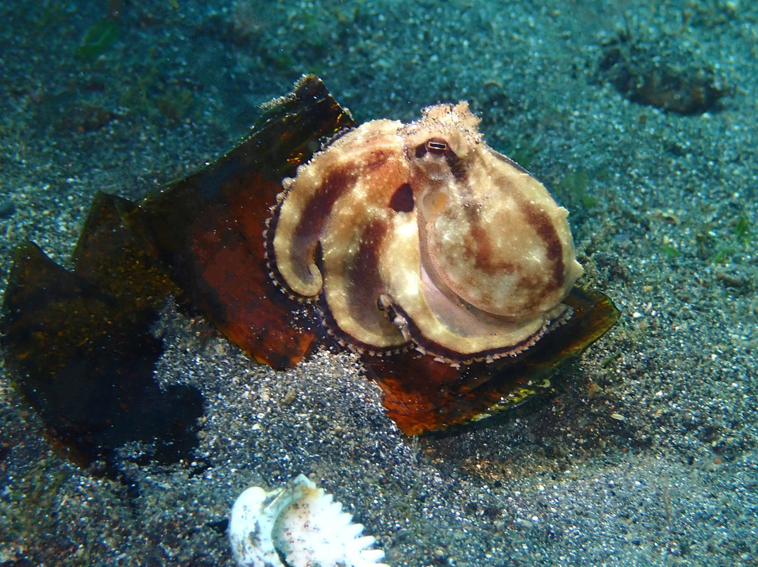 Thalassa Dive Resort Lembeh主图