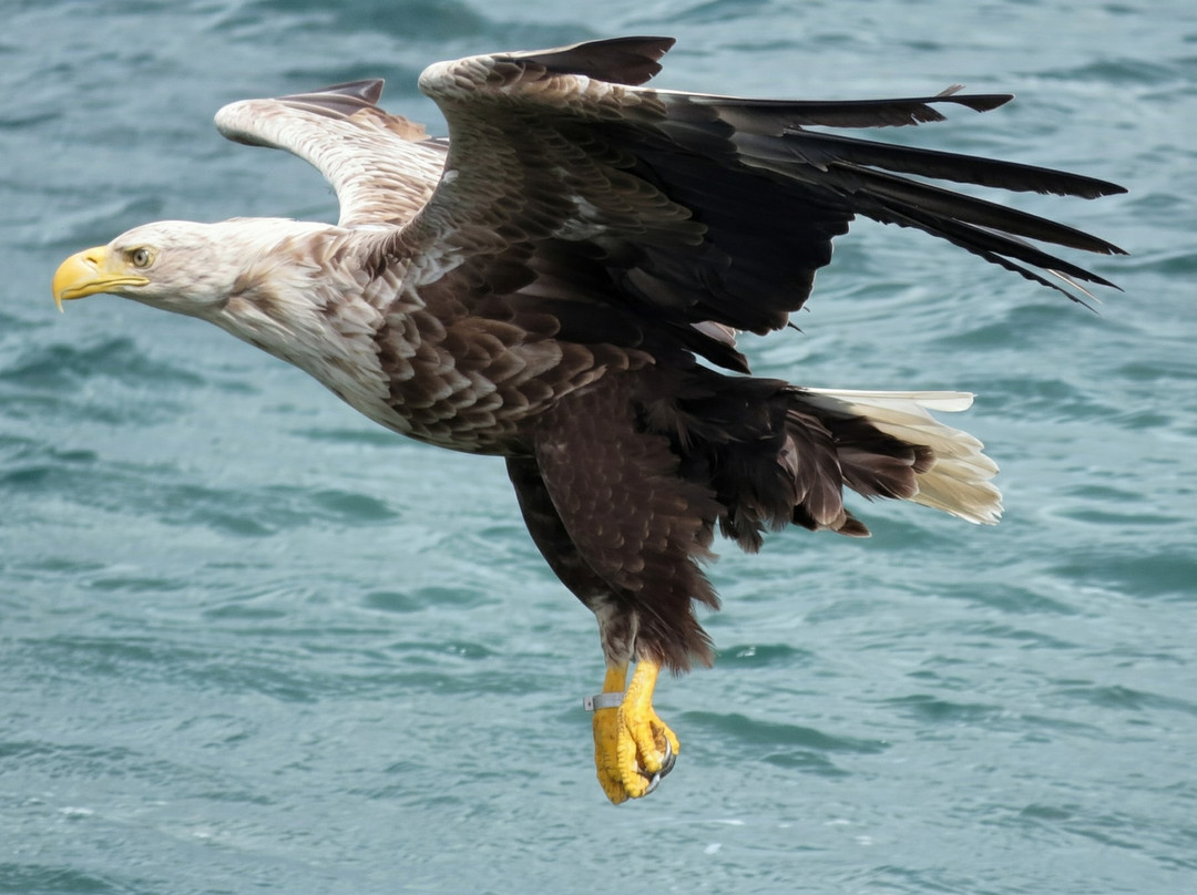 Lady Anne Wildlife Cruises-Grimsay必去景点