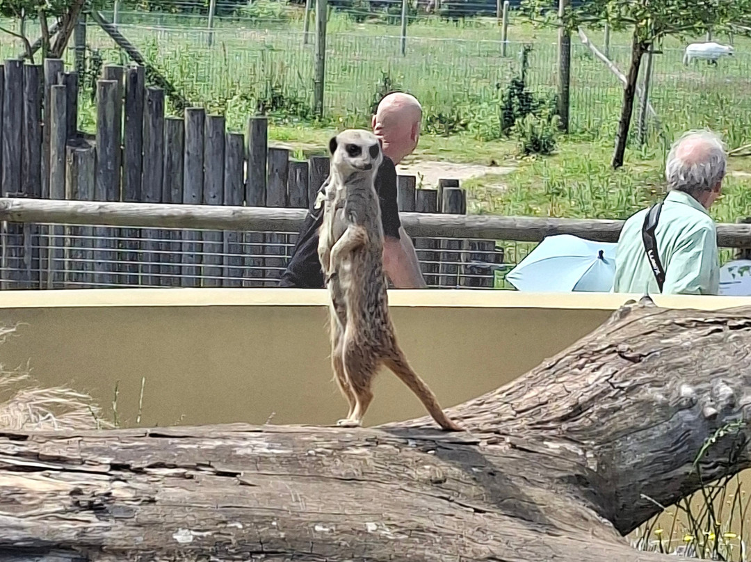 Marwell Zoo-温彻斯特必去景点