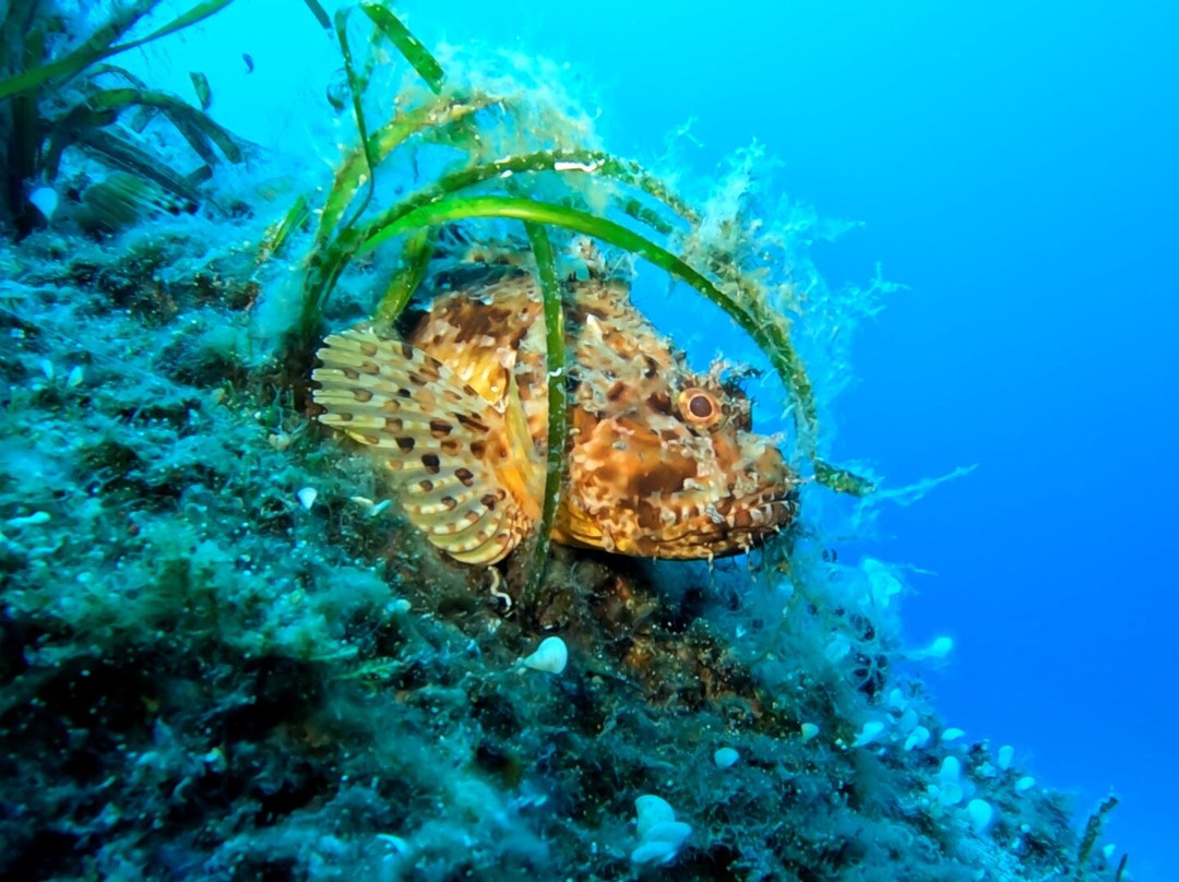 Nikiti Diving Center-Nikiti必去景点