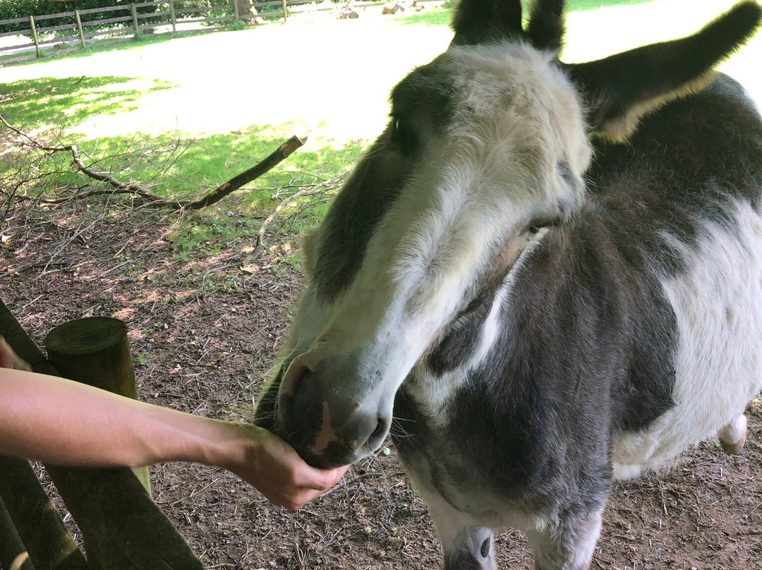 Porfell Wildlife Park & Sanctuary-利斯卡德必去景点