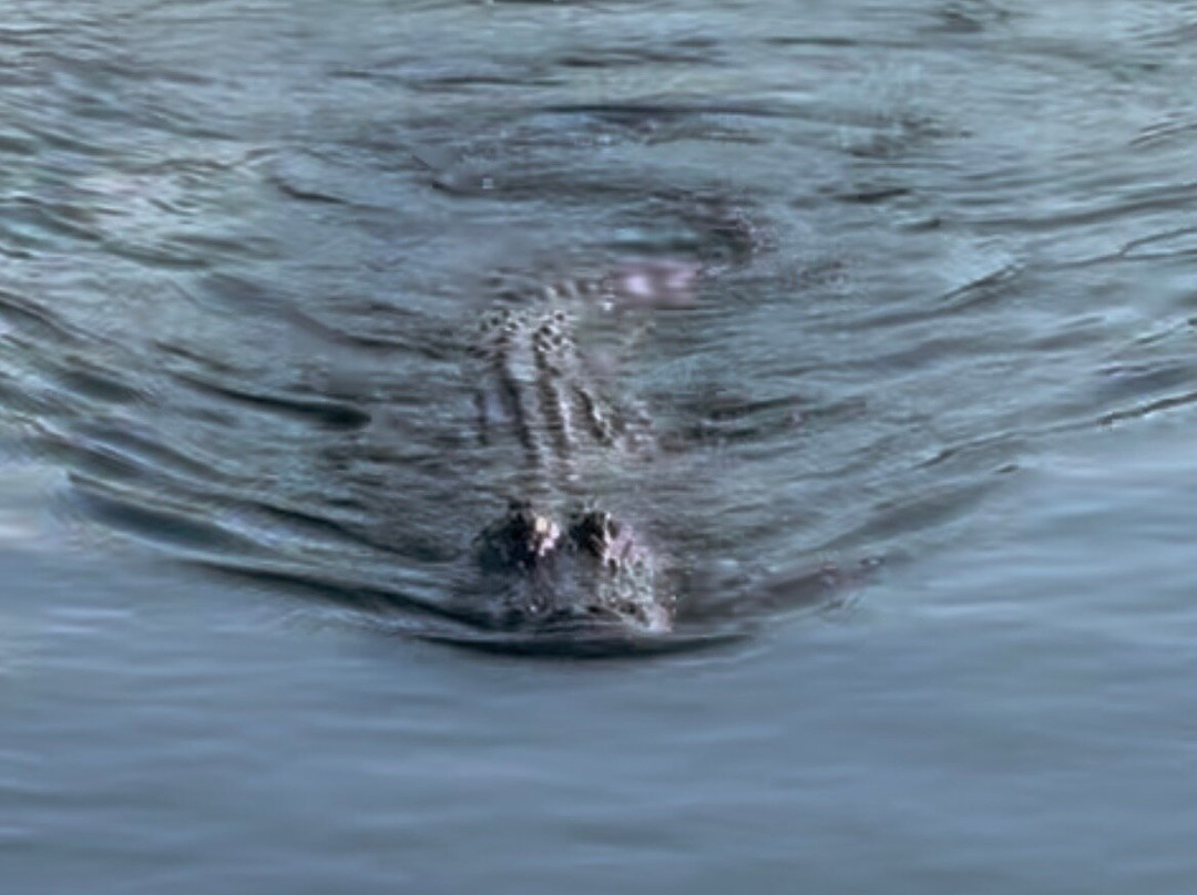 Everglades Swamp Tours-Everglades Wildlife Management Area必去景点