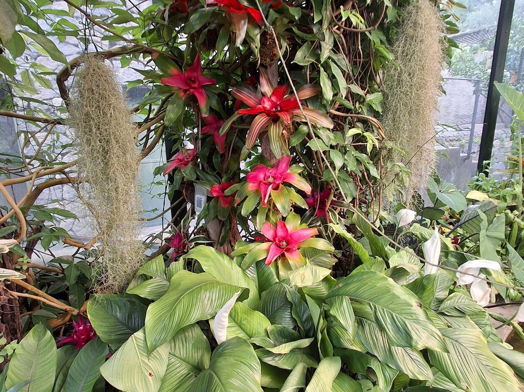 Giardini La Mortella-福里奥必去景点