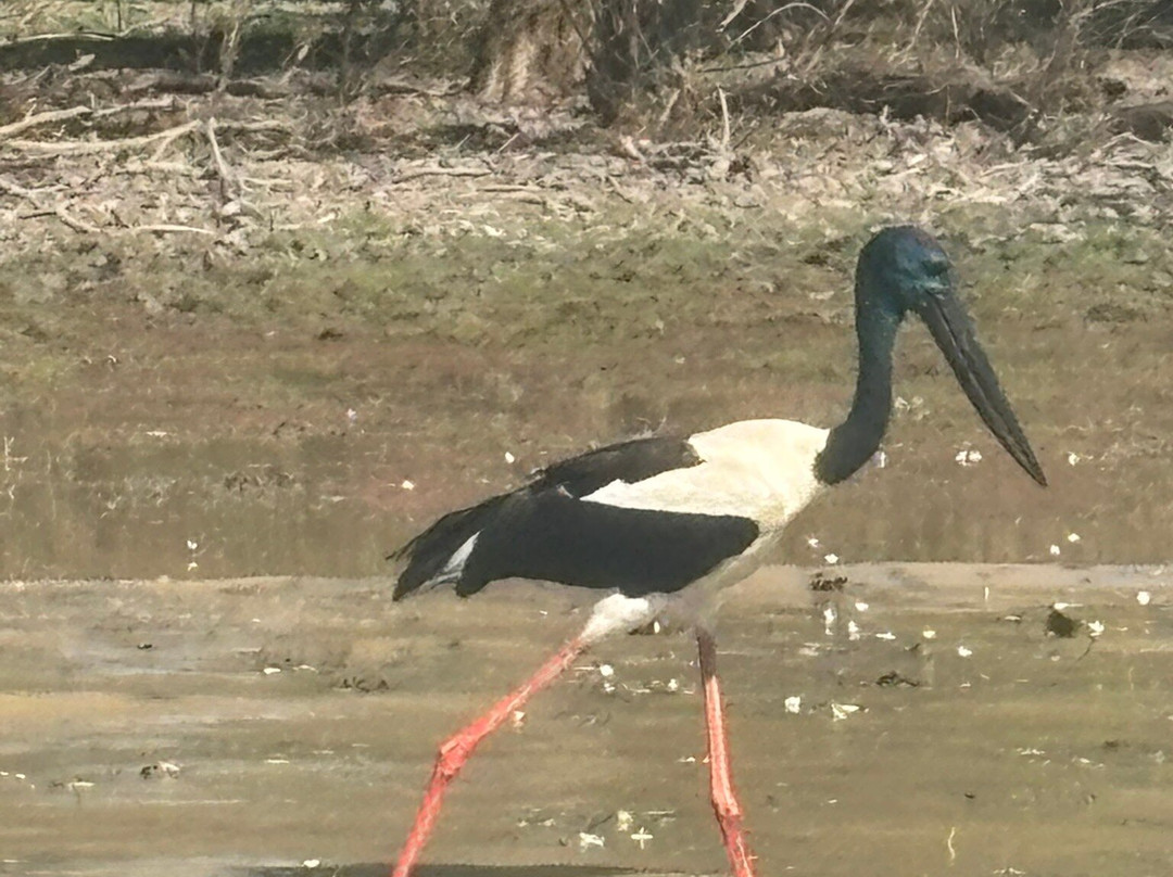 Wildlands Wetlands Safari Cruises-达尔文市必去景点
