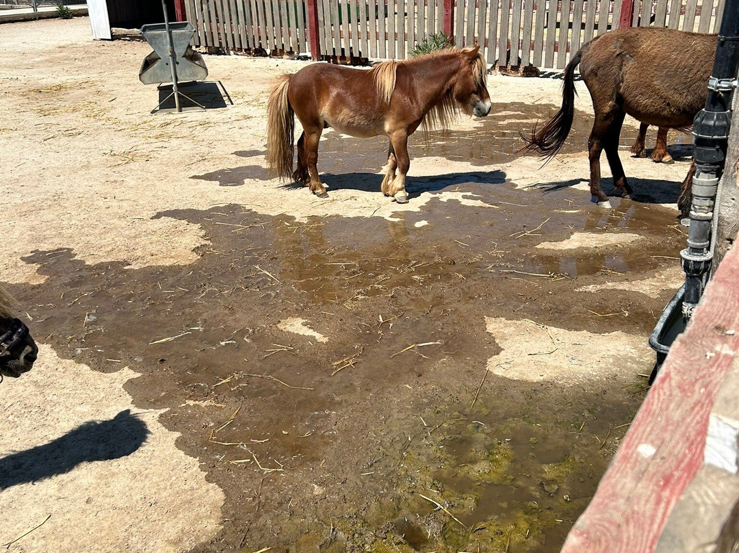 Erika's Horse Farm Kos-Marmari必去景点