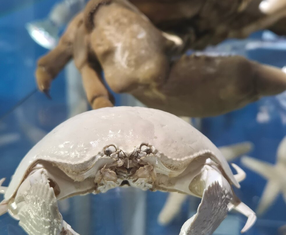 Magical World of Shells Museum-皮兰必去景点