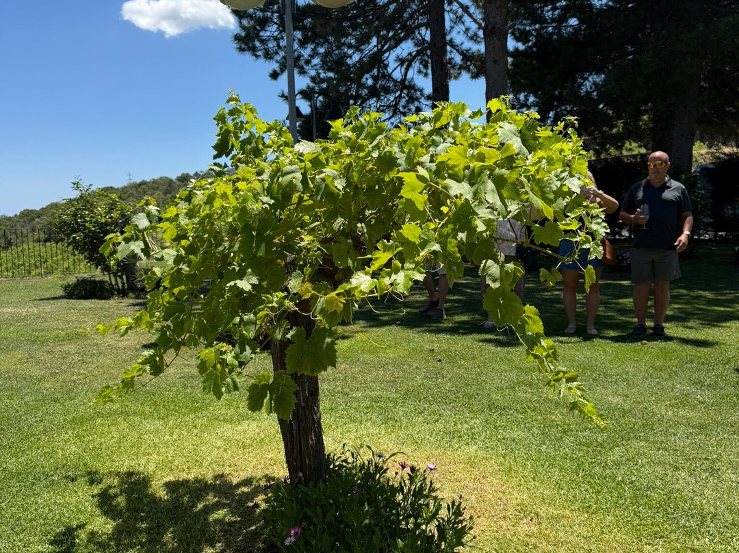 Gambino Winery-林瓜格洛萨必去景点