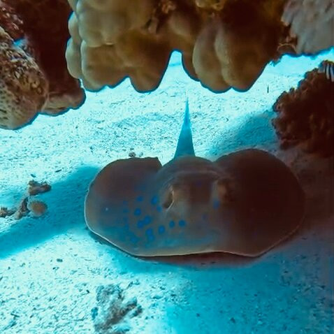 ORCA Dive Club Soma Bay-索马湾必去景点