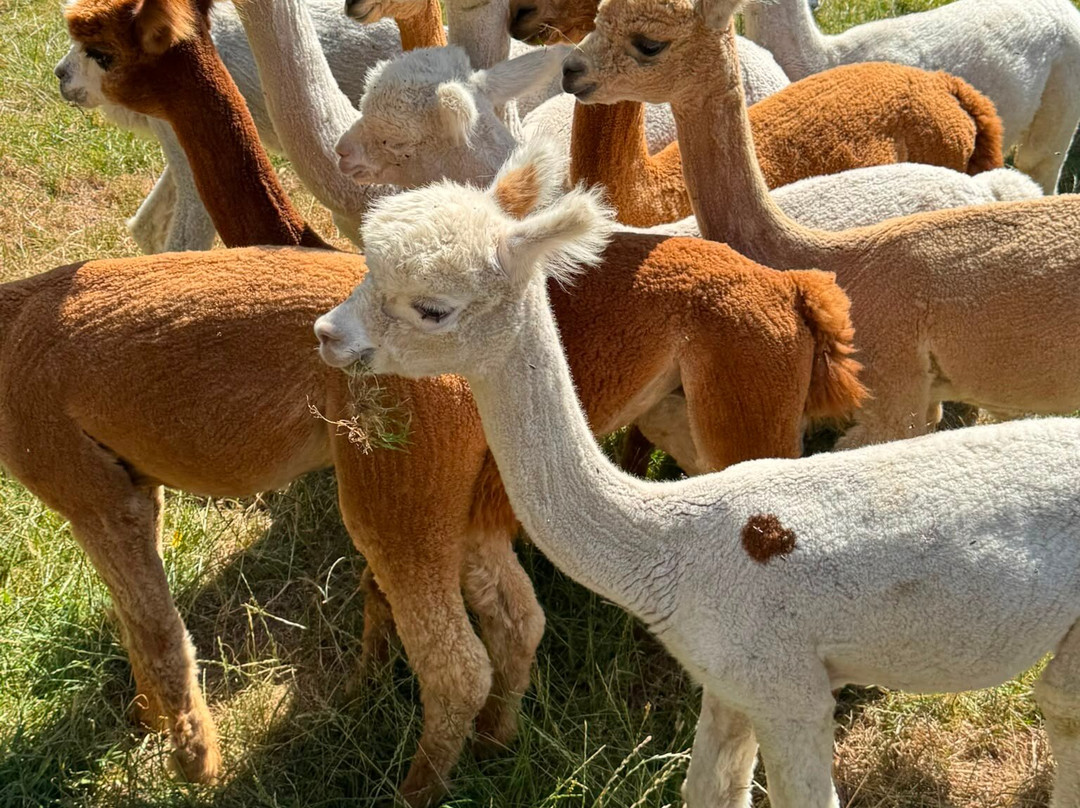 Alpaga Normandie - Animaux Miniatures-巴约必去景点